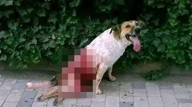 Morocco World Cup bid sees thousands of dogs slaughtered in horrifying clean-up